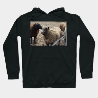 Sheep Hoodie